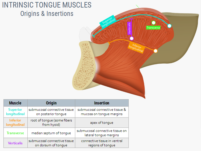 Tongue Muscles Anatomy